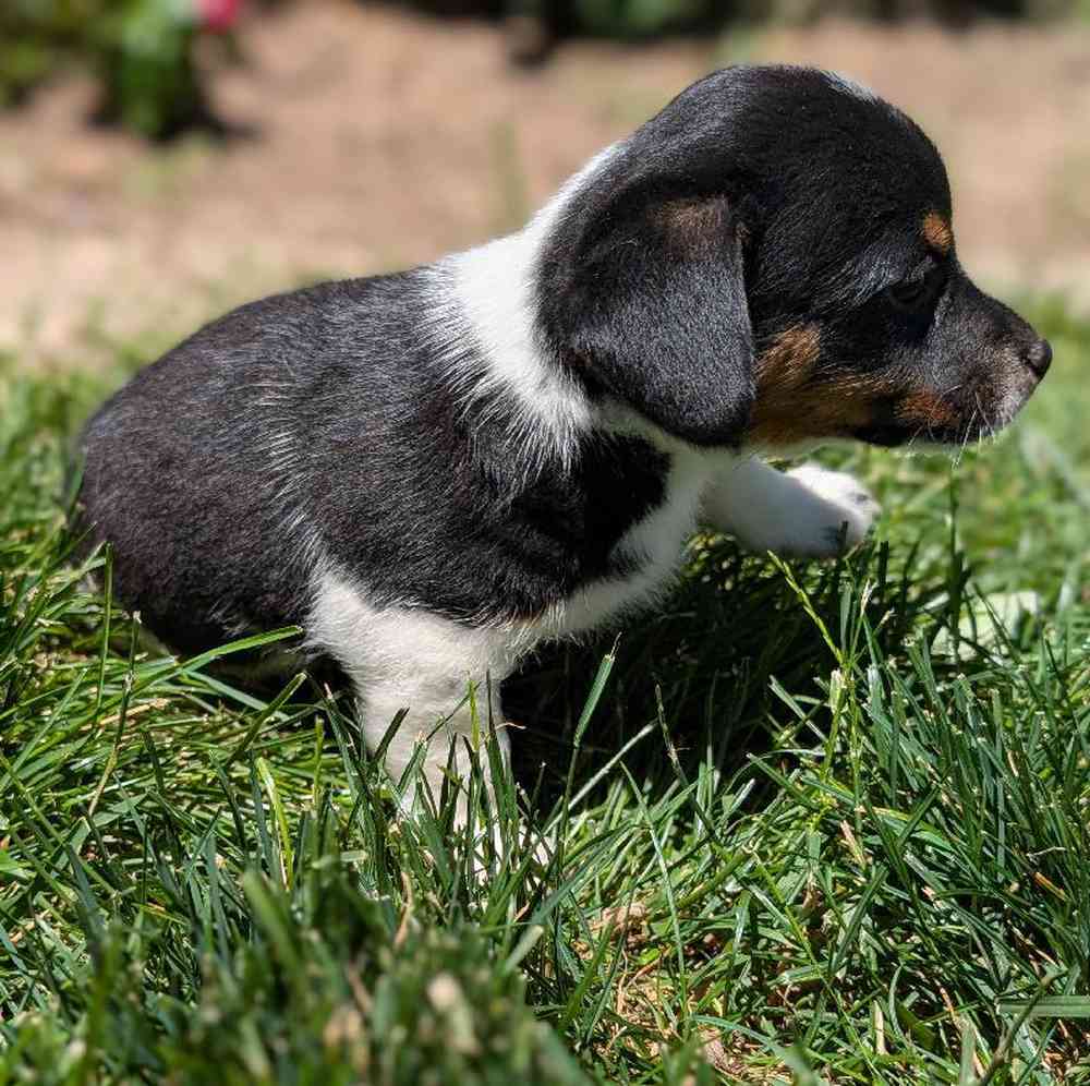 carousel pet images