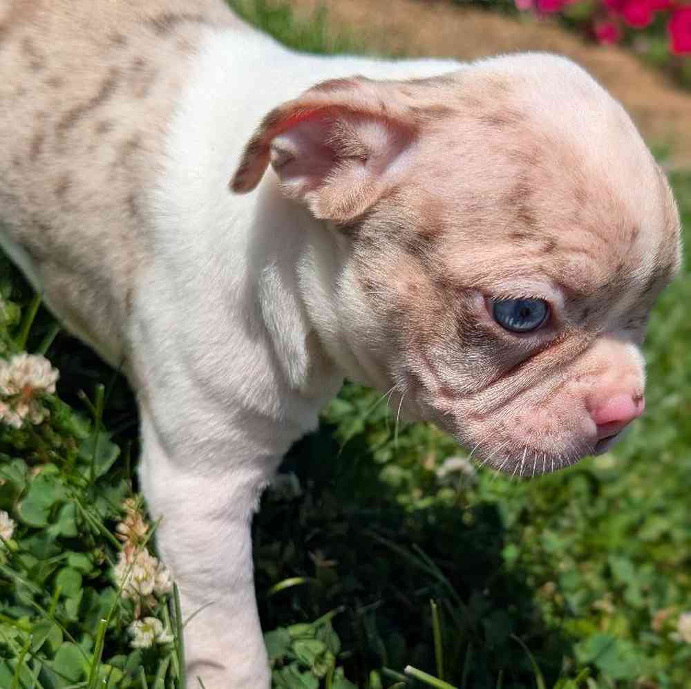 carousel pet images