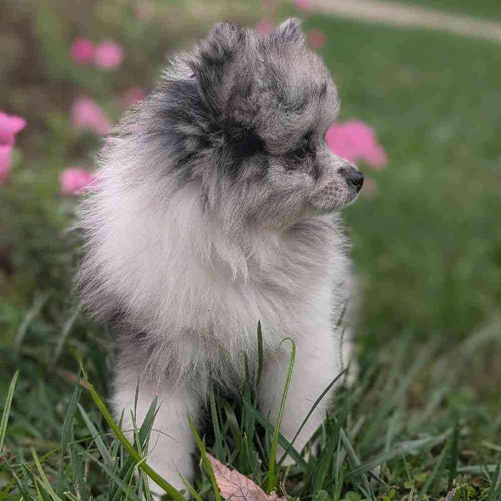 carousel pet images