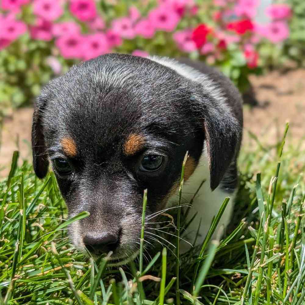carousel pet images