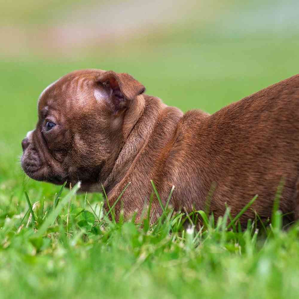 carousel pet images