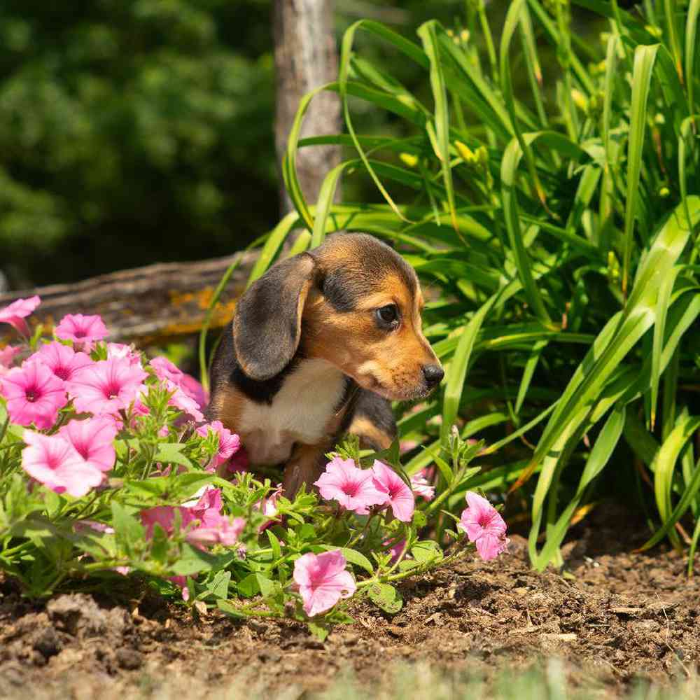 pet-img
