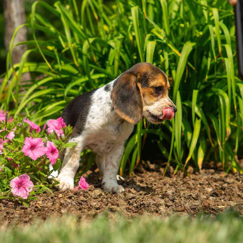 carousel pet images