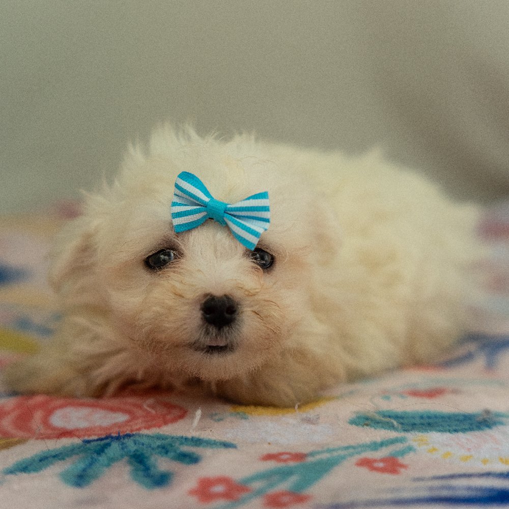 carousel pet images