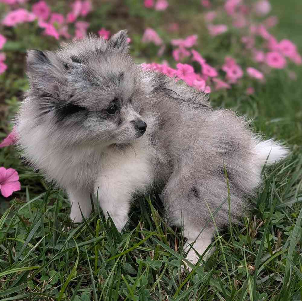 carousel pet images