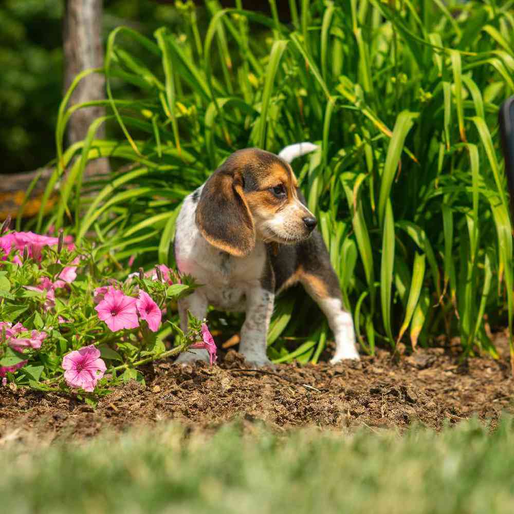 carousel pet images
