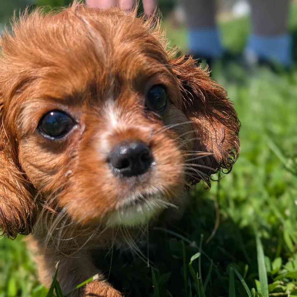 carousel pet images