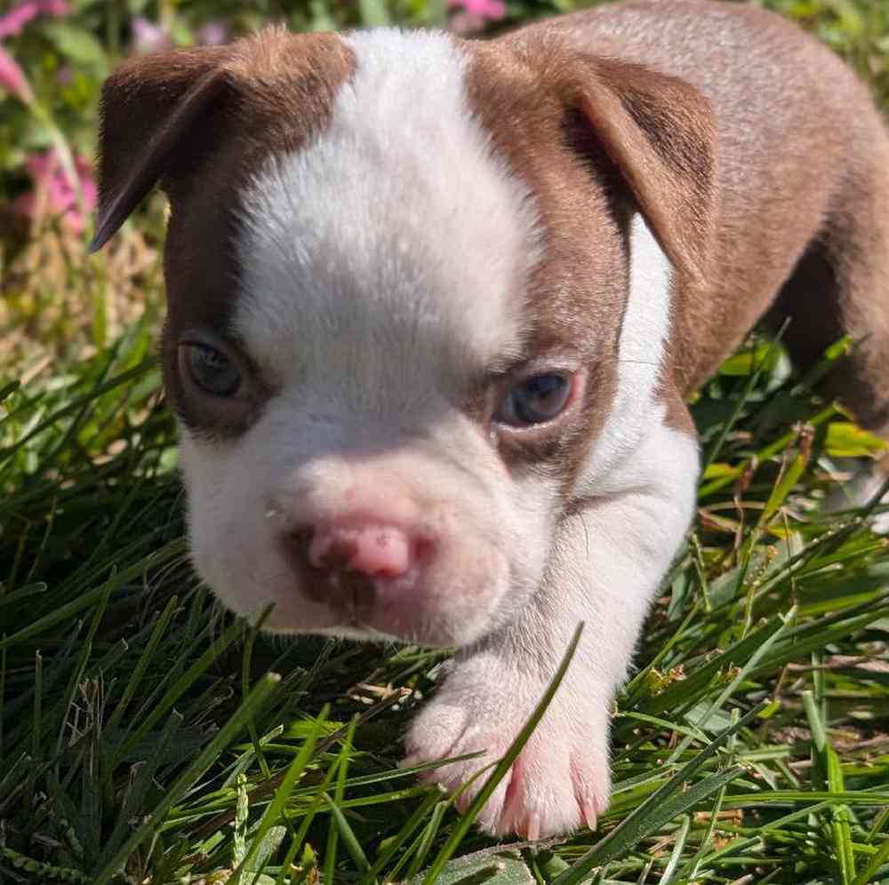 carousel pet images