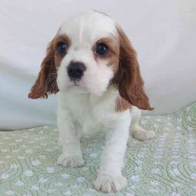 Cavalier King Charles Spaniel