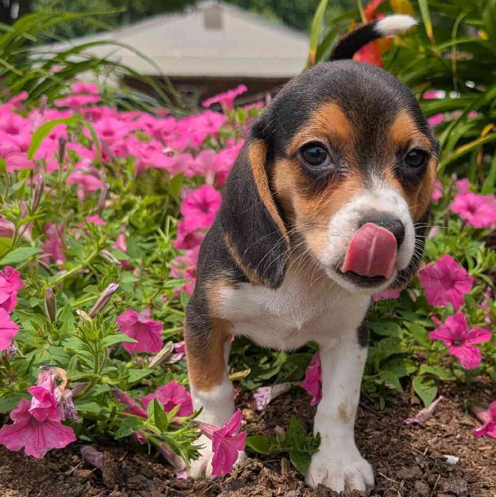 carousel pet images