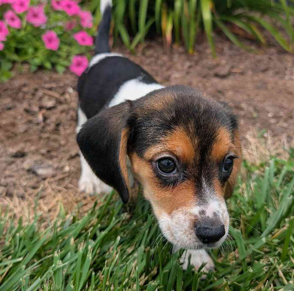 carousel pet images