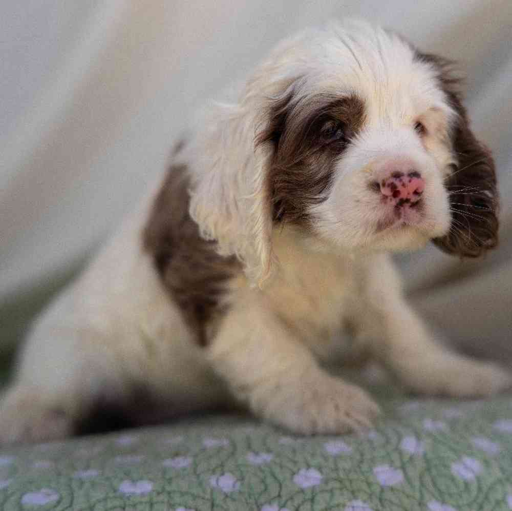 carousel pet images