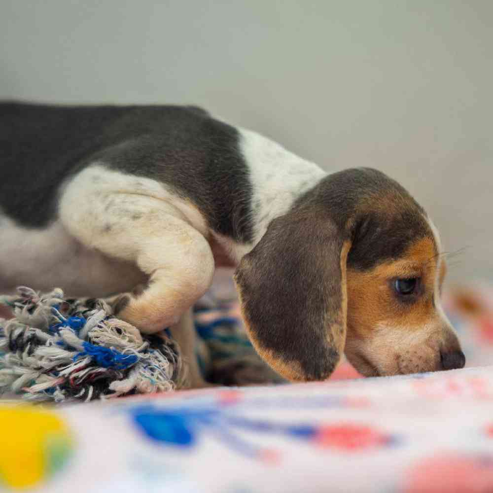 carousel pet images