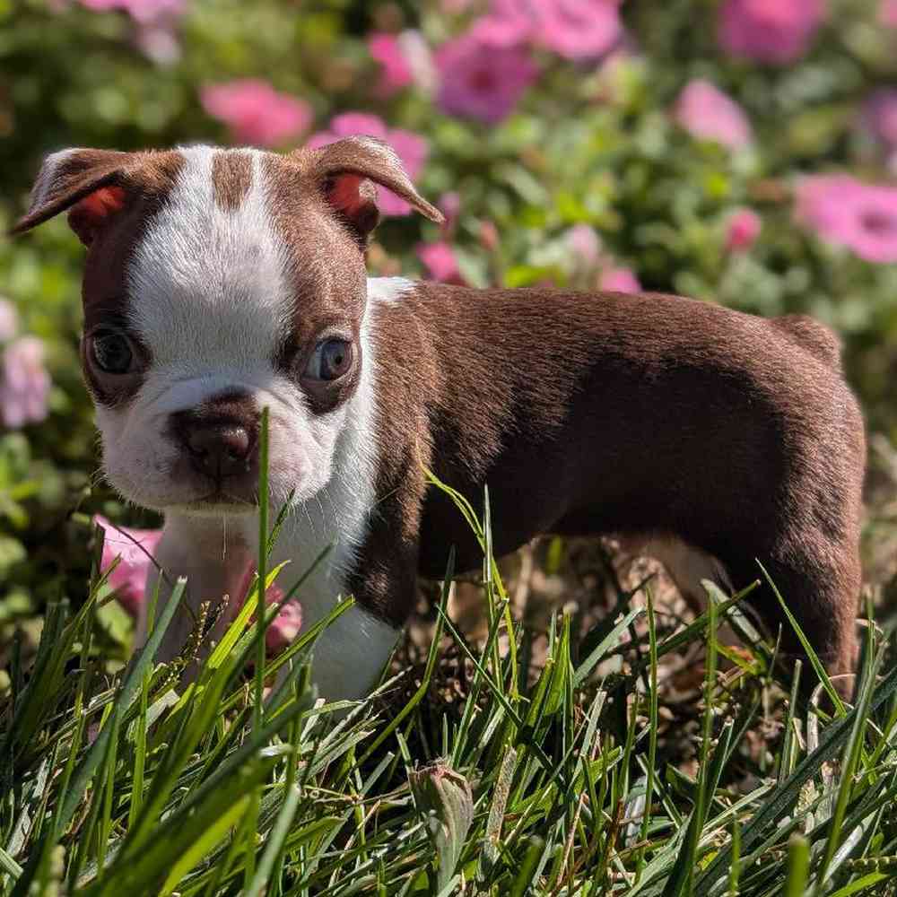 carousel pet images
