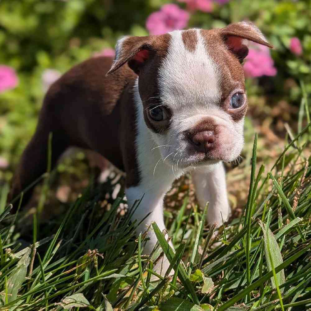 carousel pet images