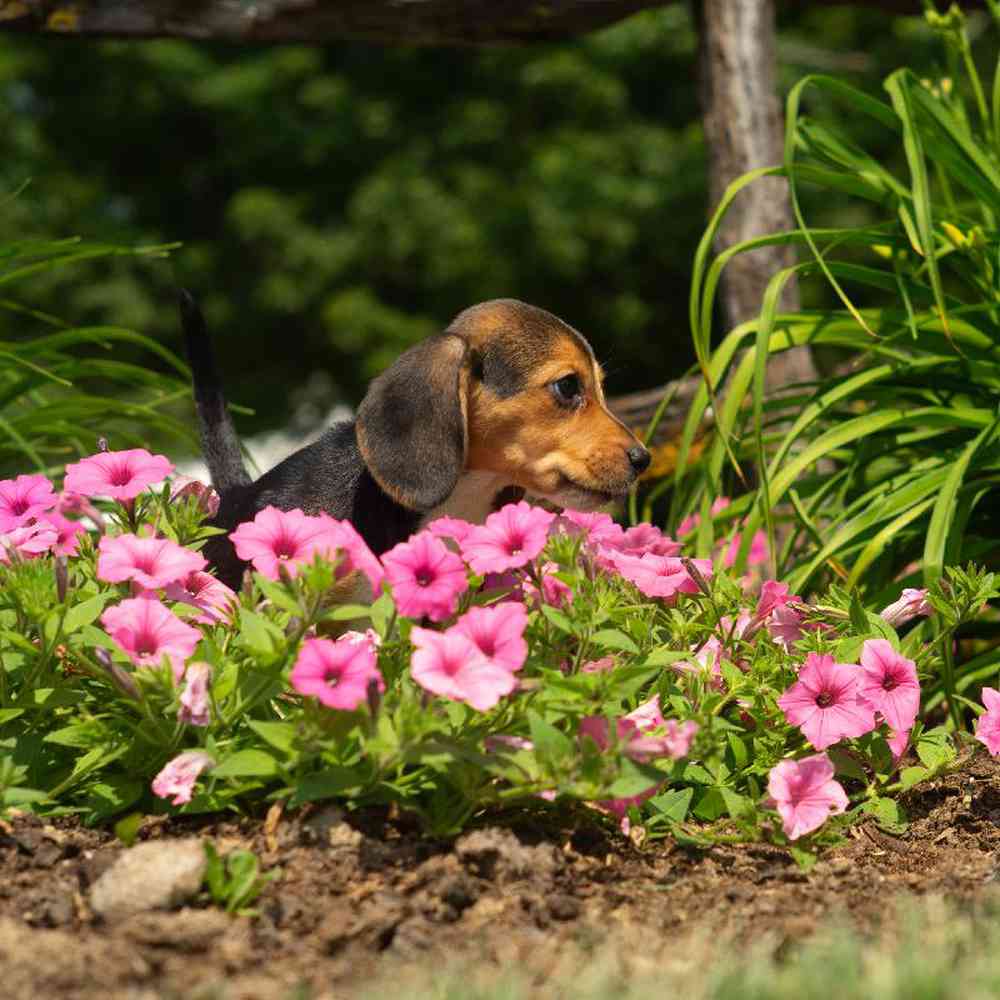 carousel pet images