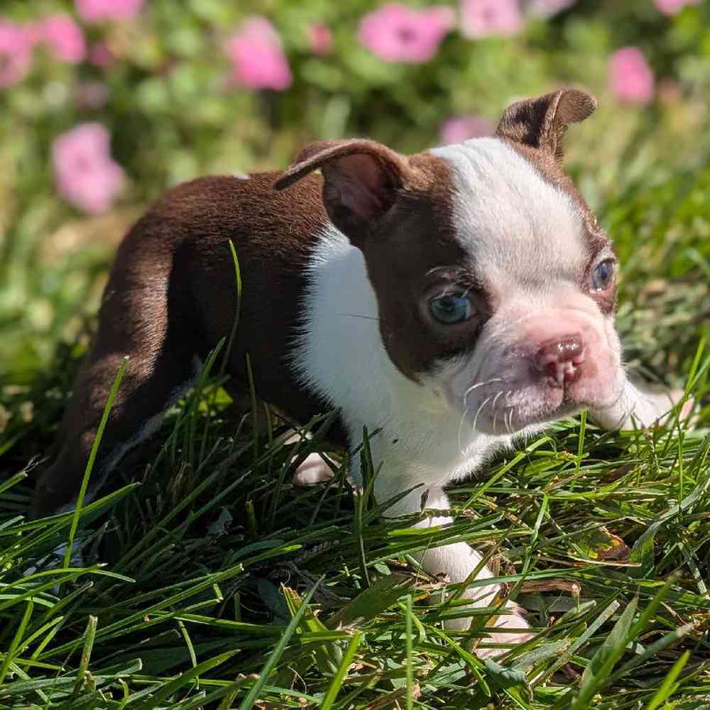 carousel pet images