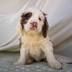 Cocker Spaniel