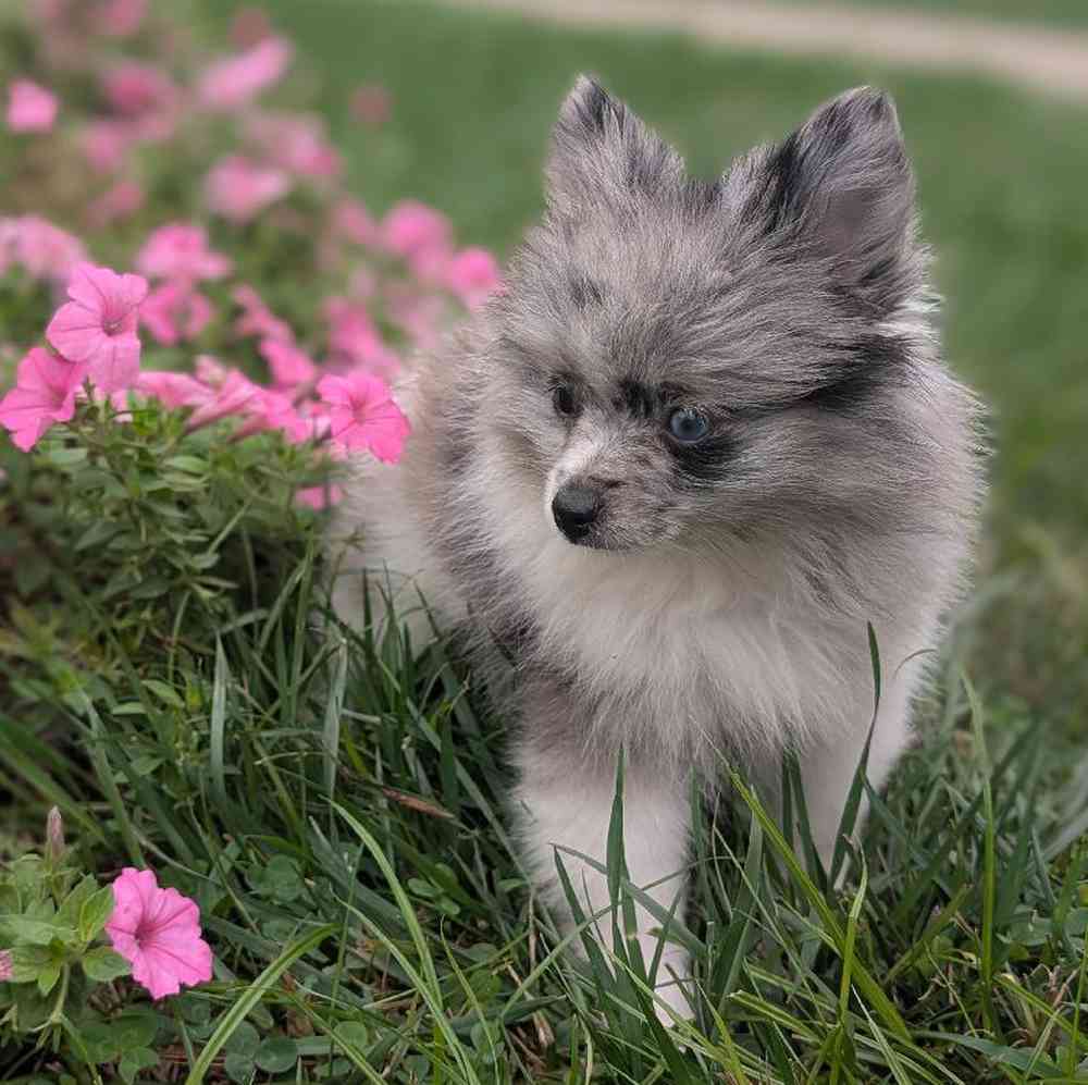 carousel pet images