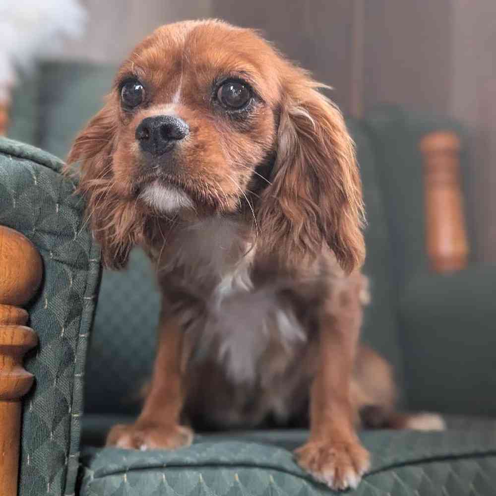carousel pet images