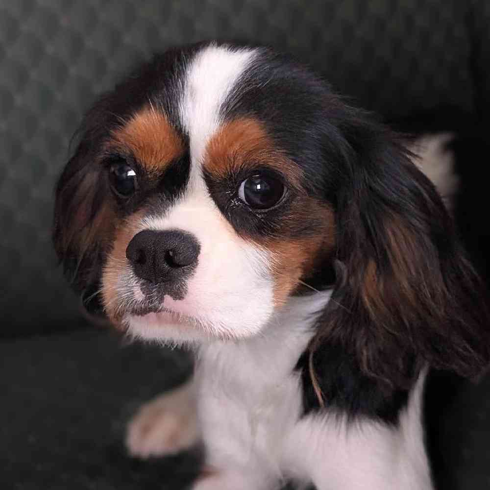 Female Cavalier King Charles Spaniel Puppy for Sale in Bloomington, IN