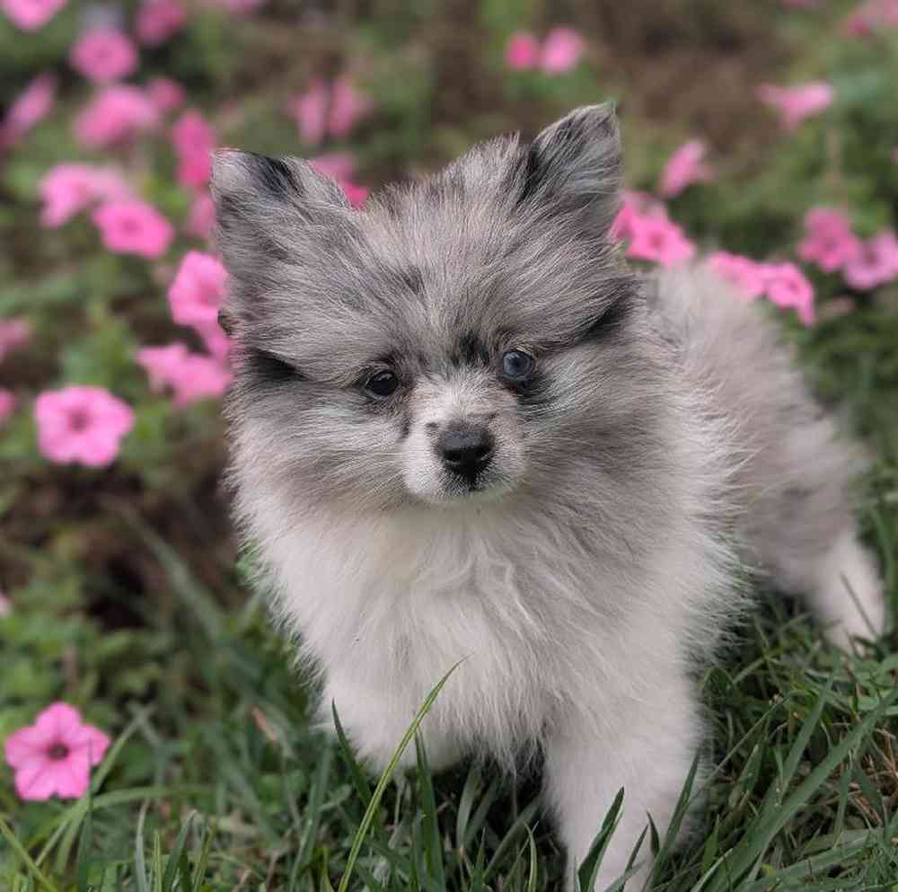 carousel pet images