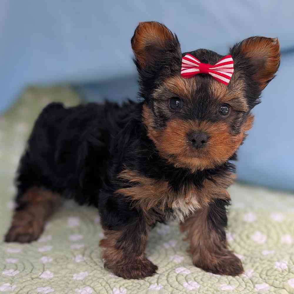 Male Yorkie Puppy for Sale in Bloomington, IN