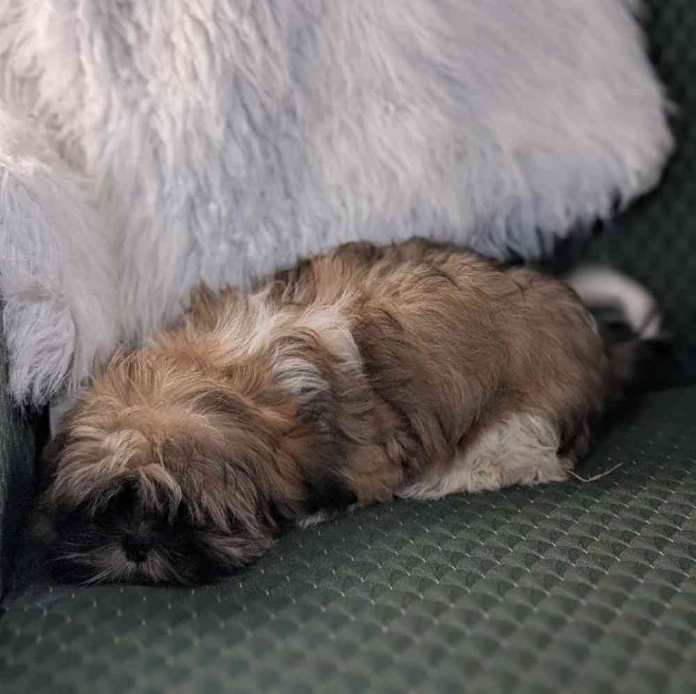 carousel pet images