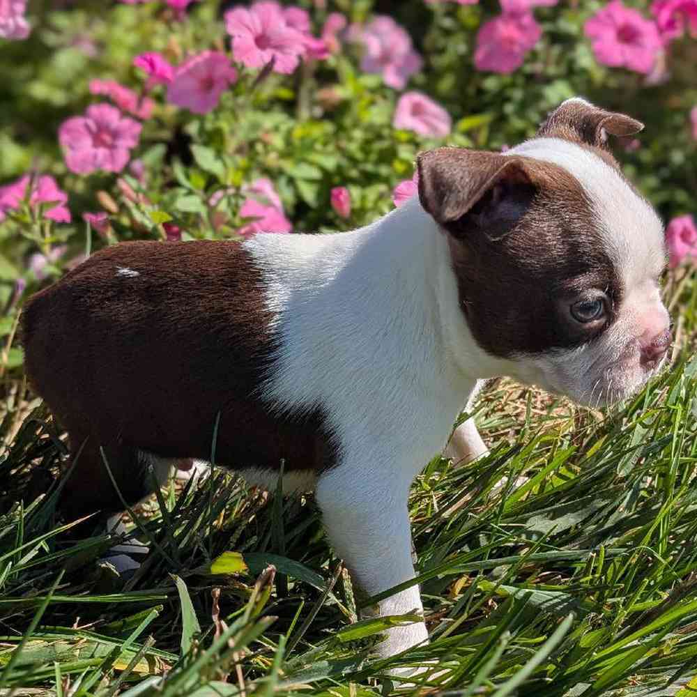 carousel pet images