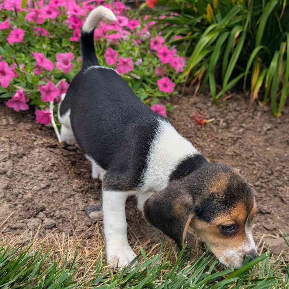 carousel pet images