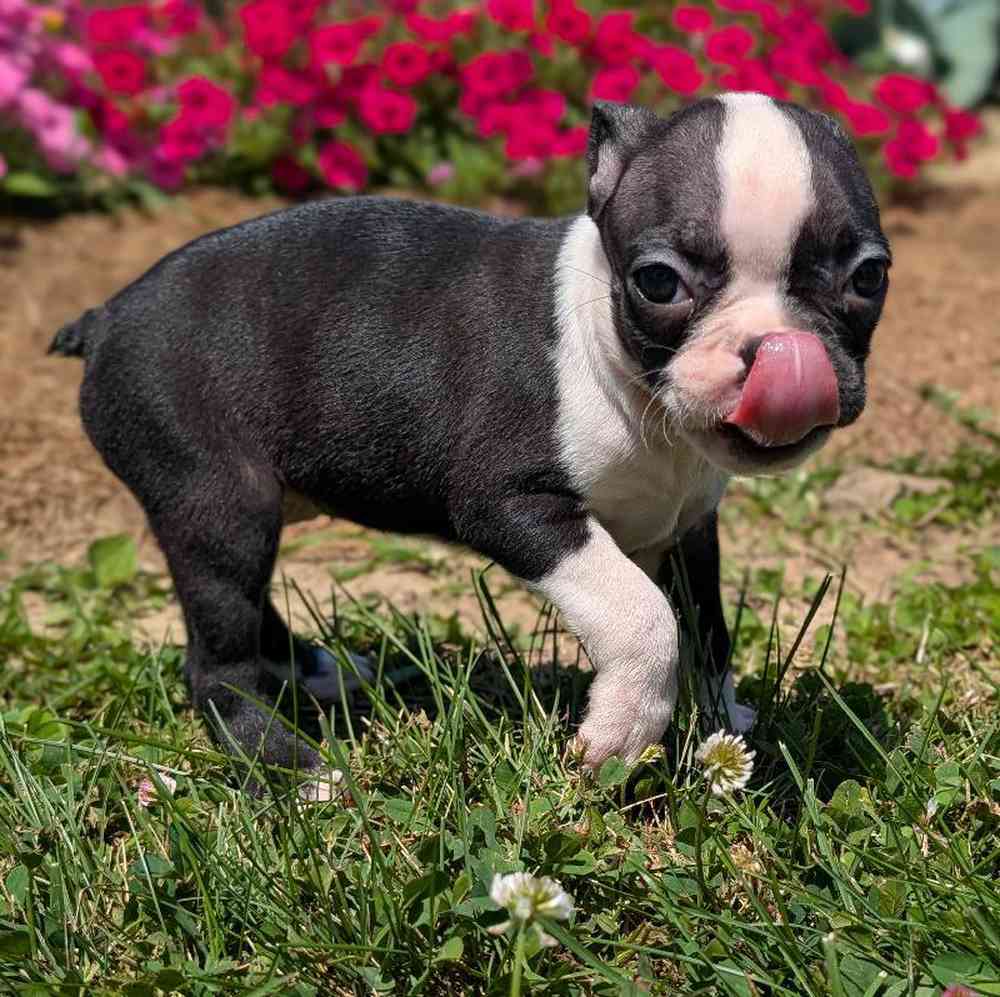 carousel pet images