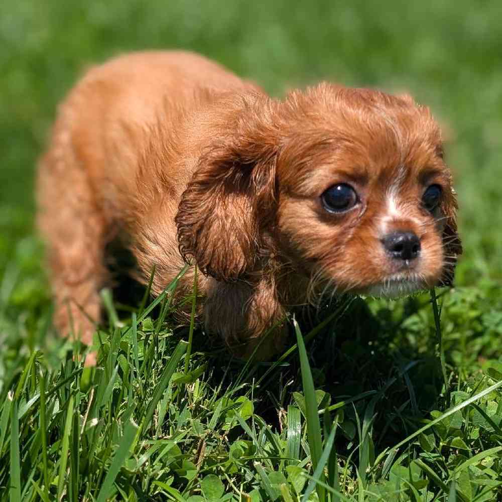 carousel pet images
