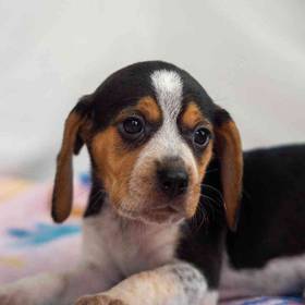 Beagle