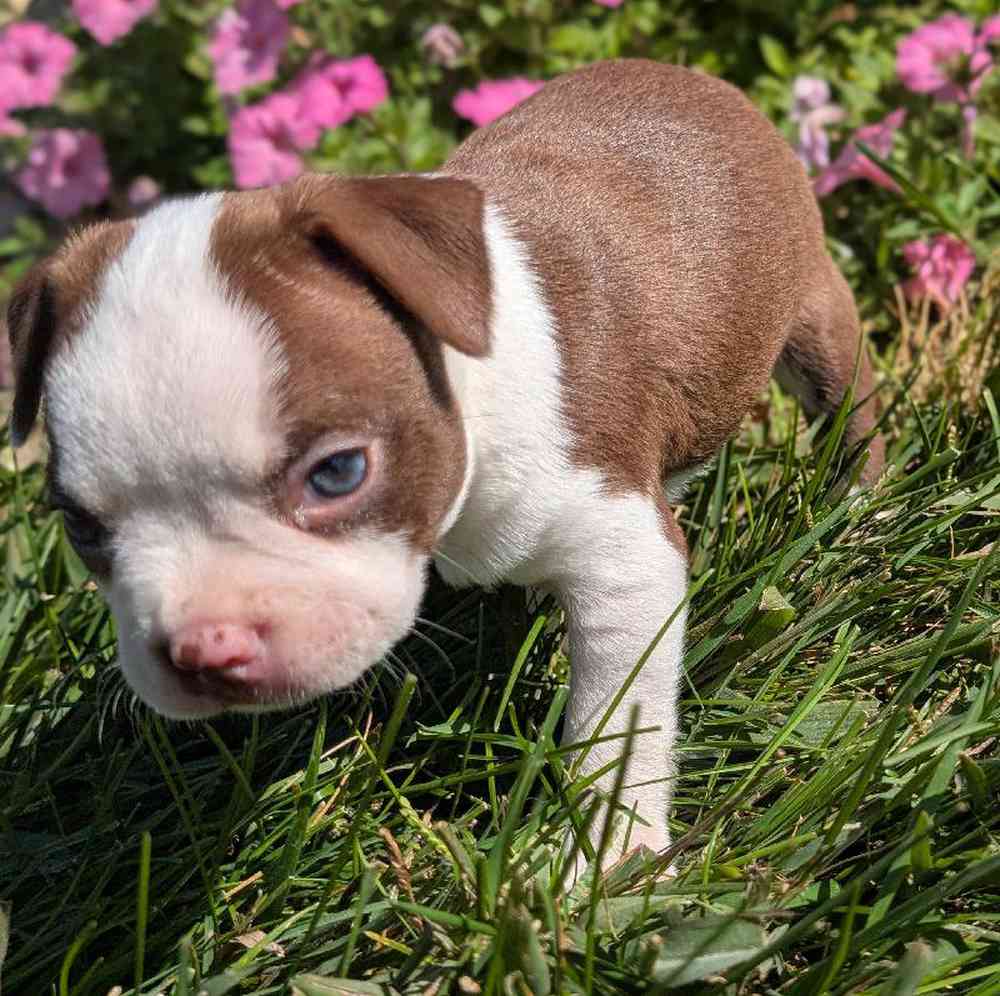 carousel pet images