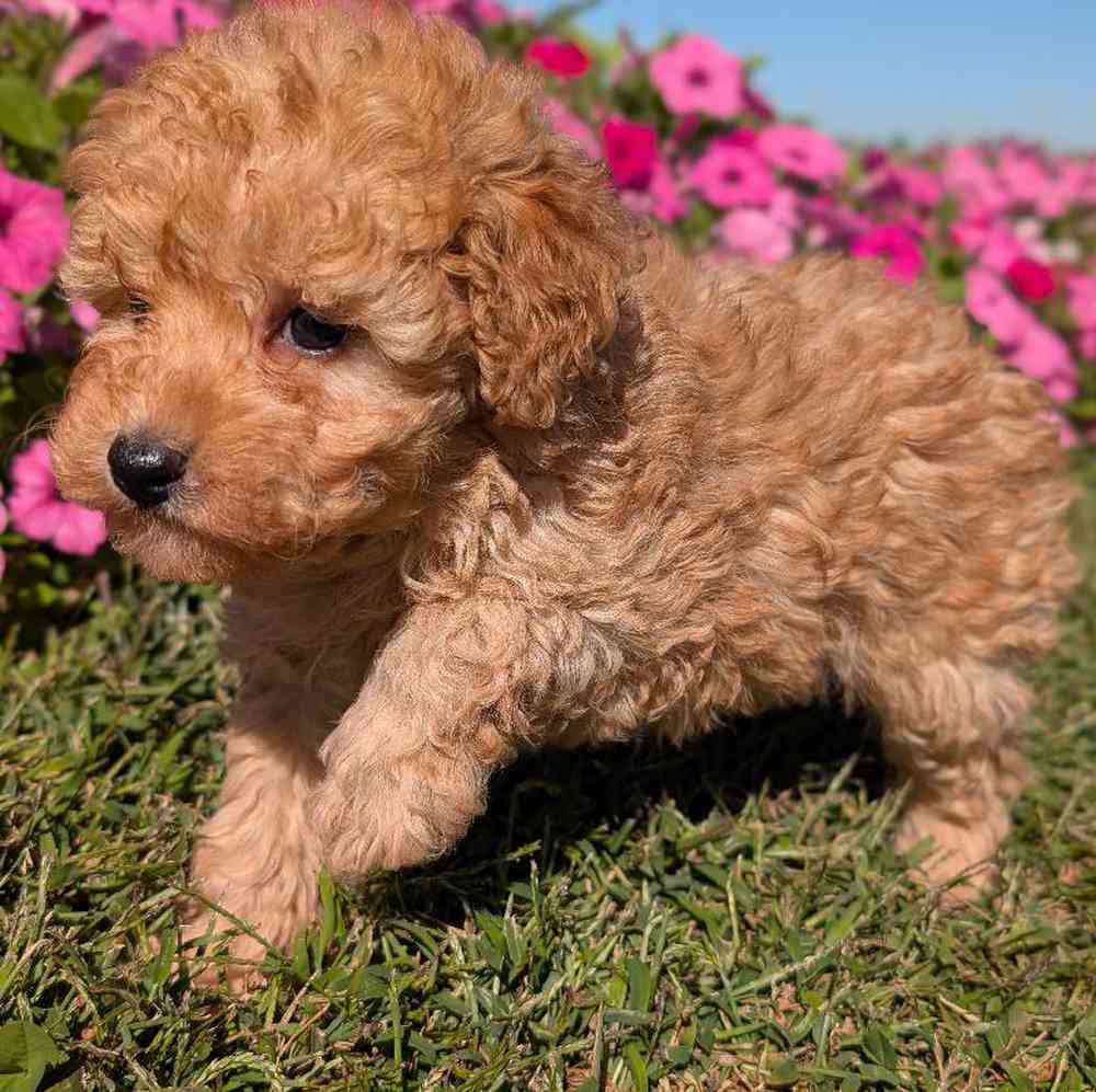 carousel pet images