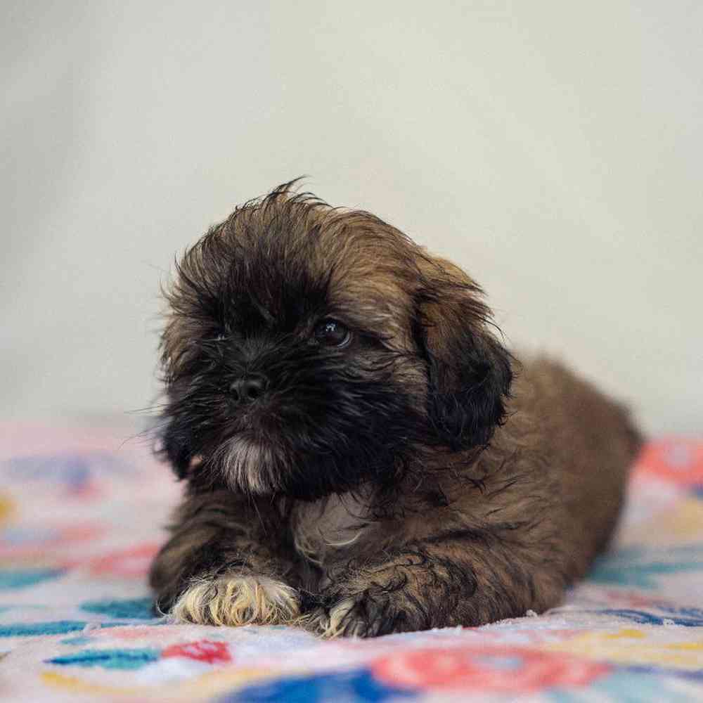 carousel pet images