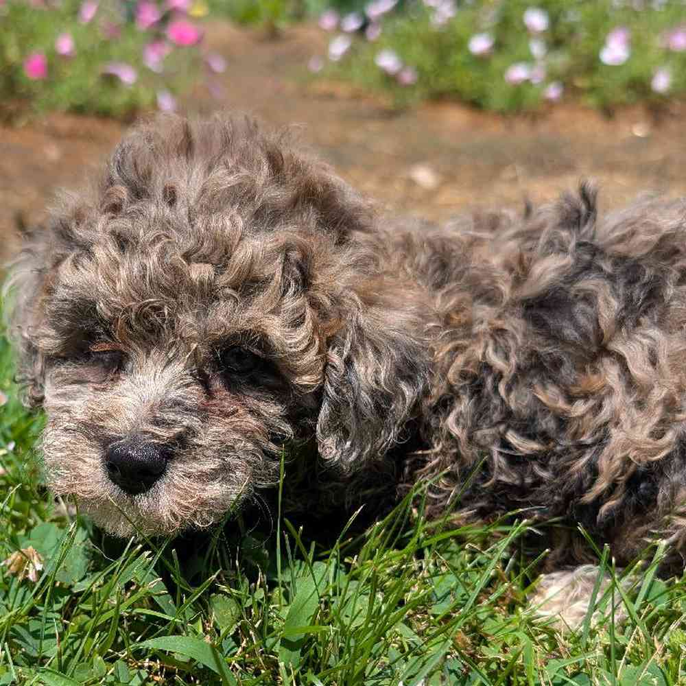 carousel pet images