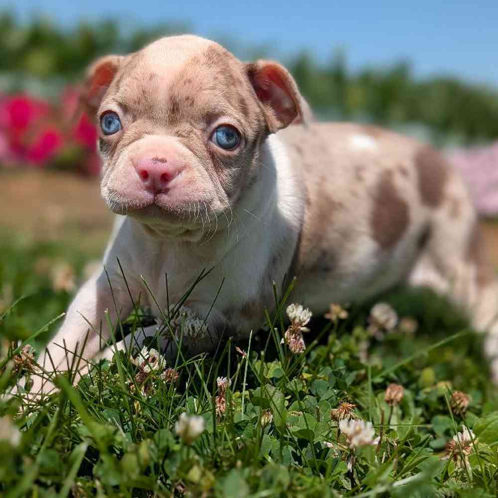carousel pet images