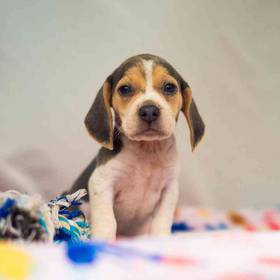 Beagle