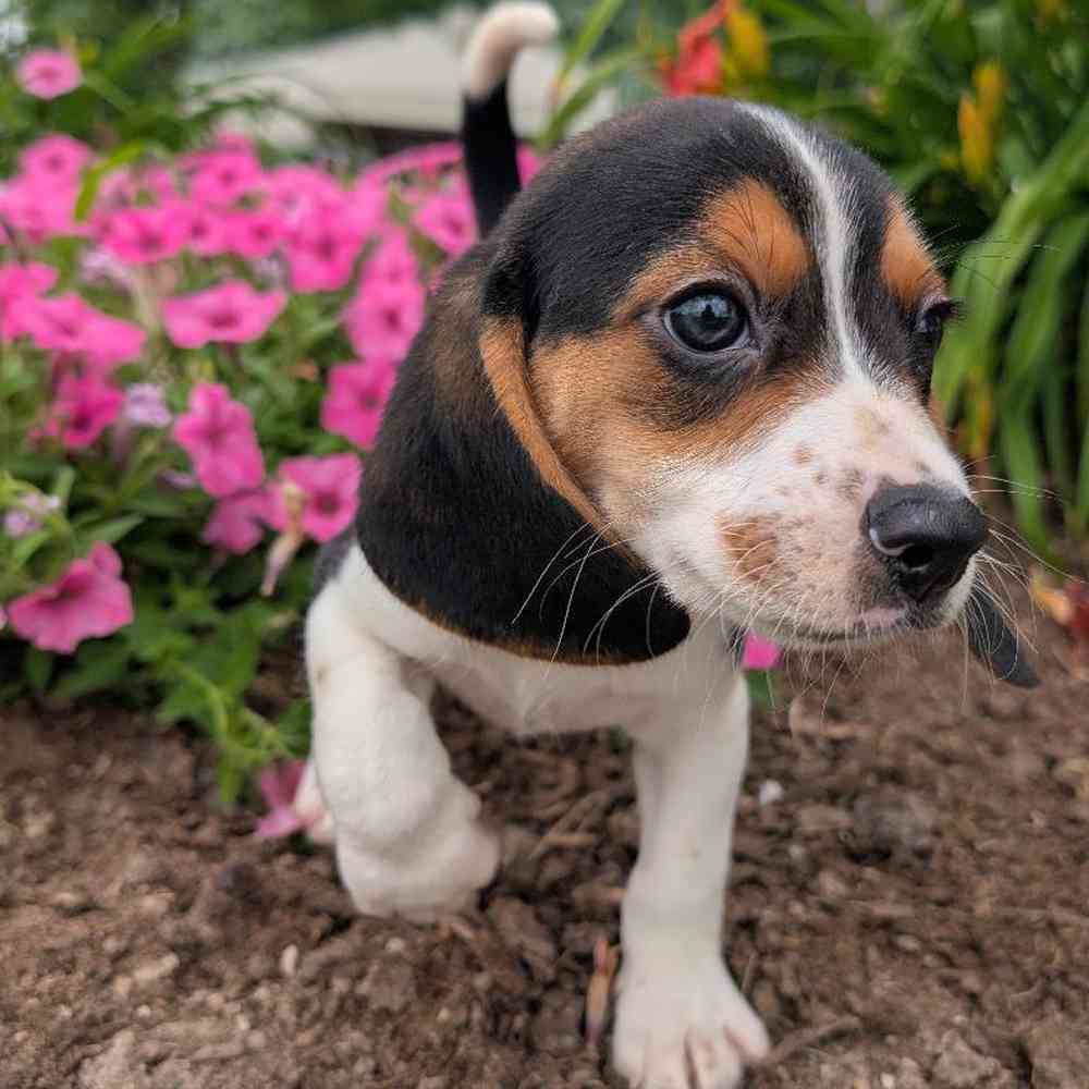 carousel pet images