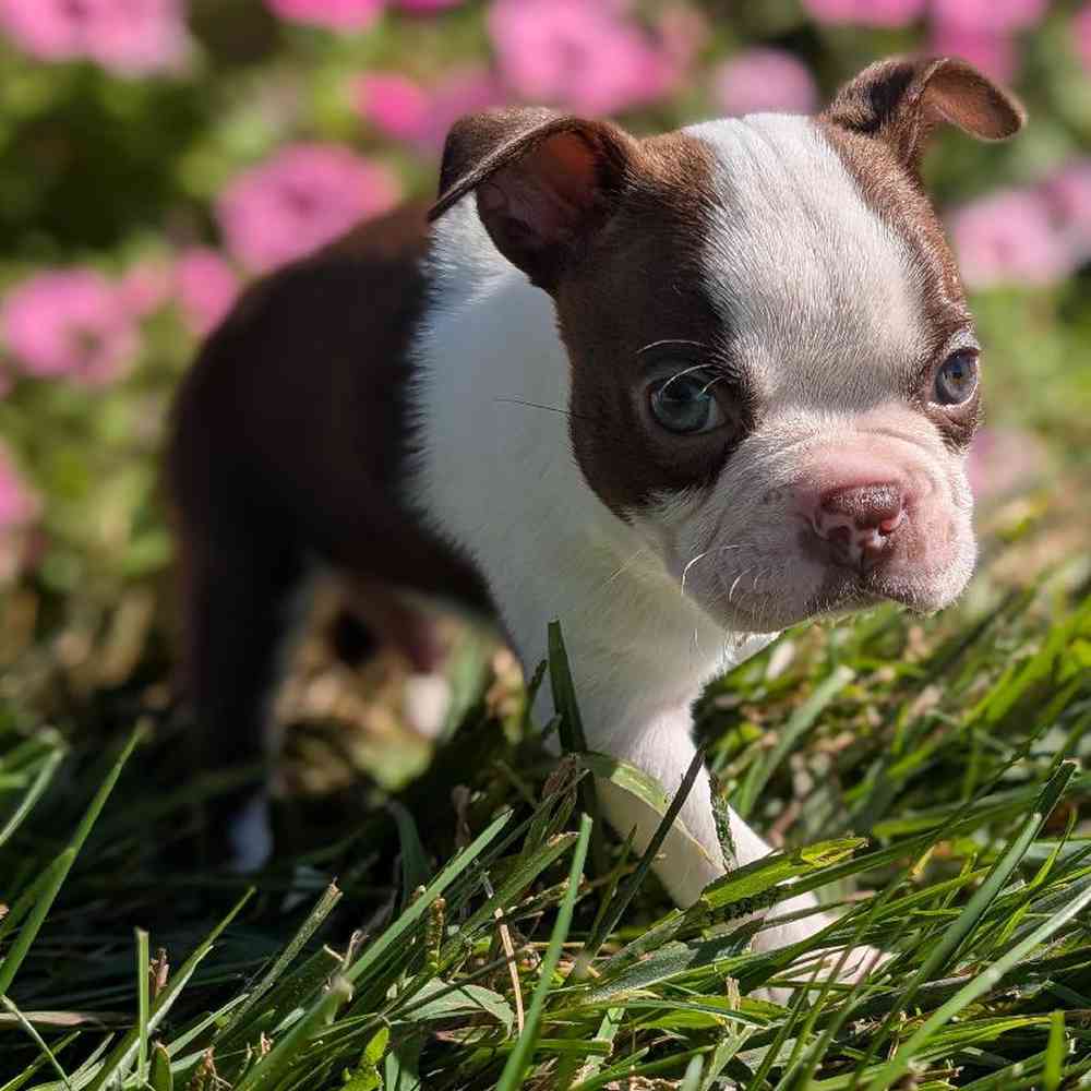 carousel pet images