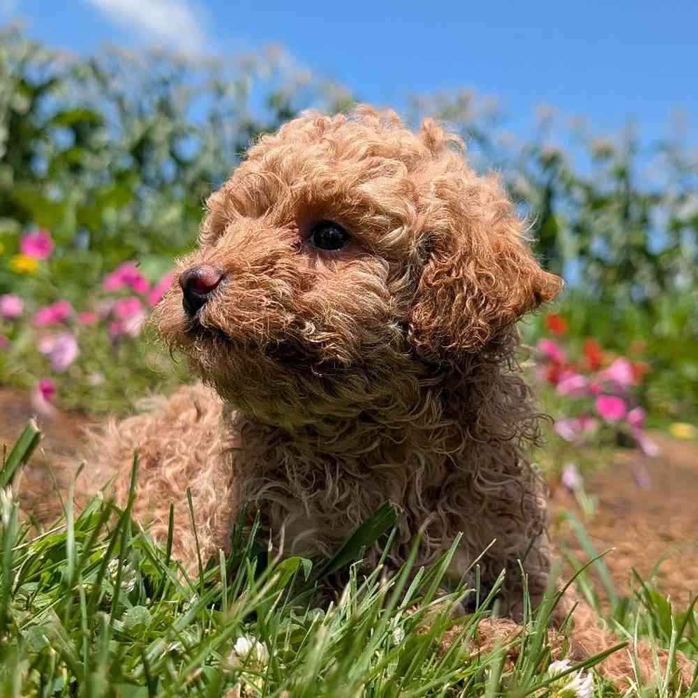 carousel pet images