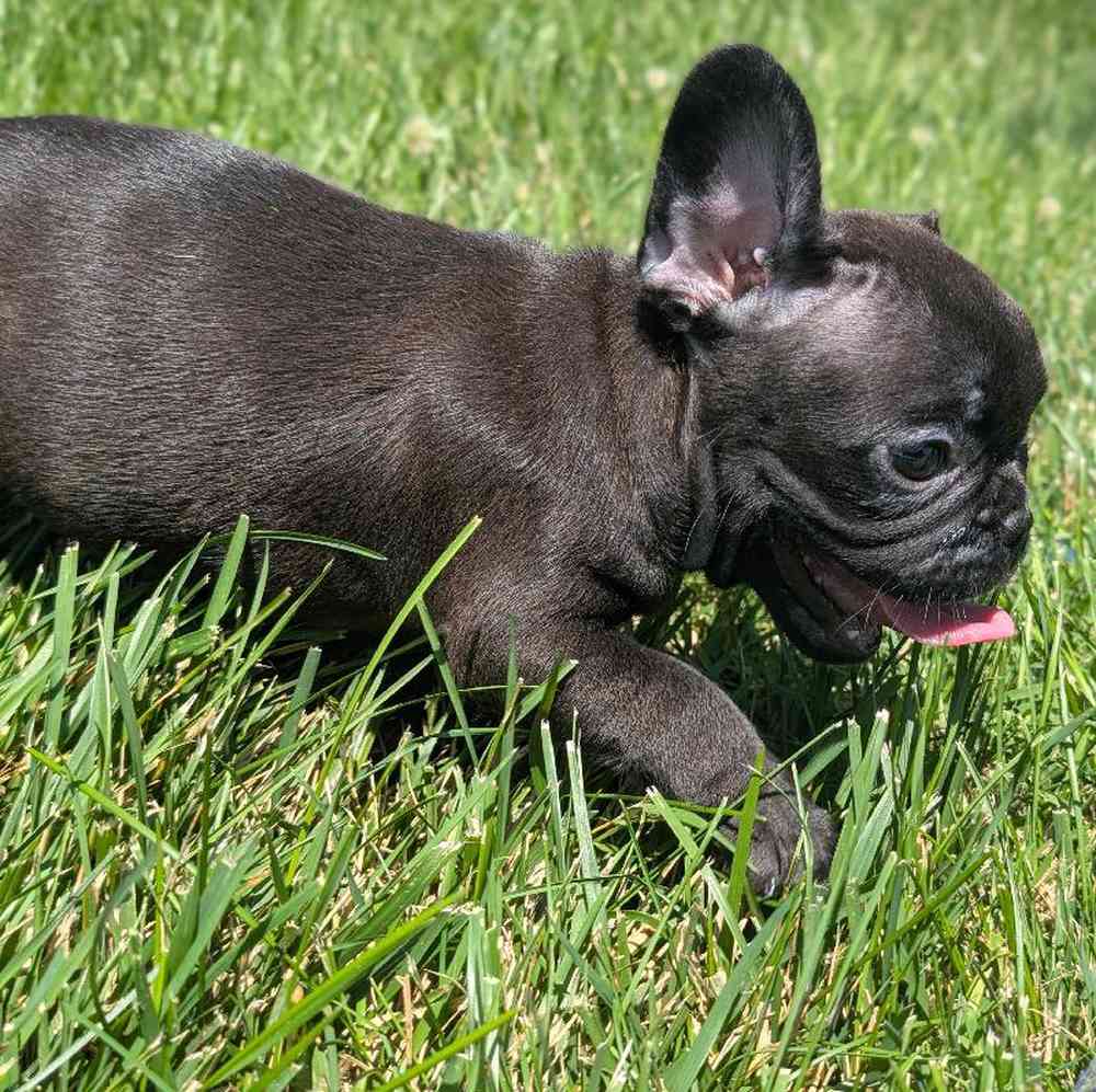 Female French Bulldog Puppy for Sale in Bloomington, IN
