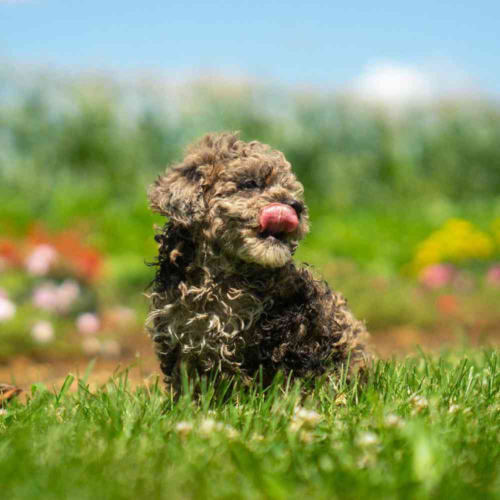 carousel pet images