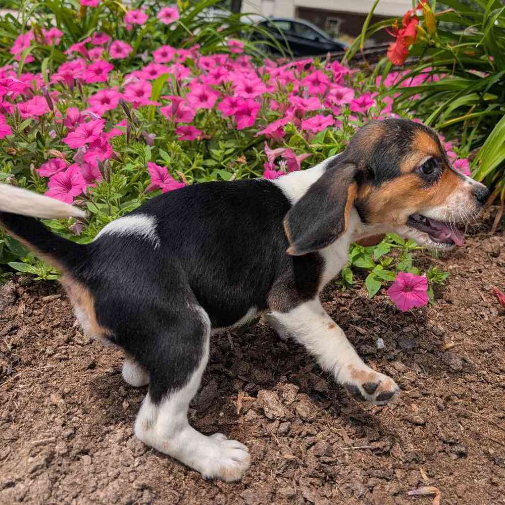 carousel pet images
