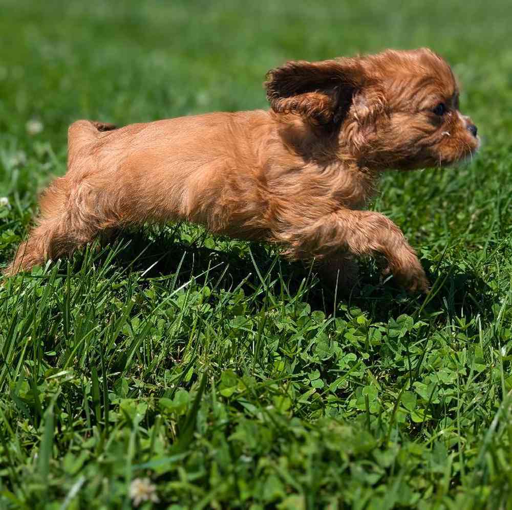 carousel pet images