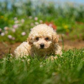 Poodle Toy