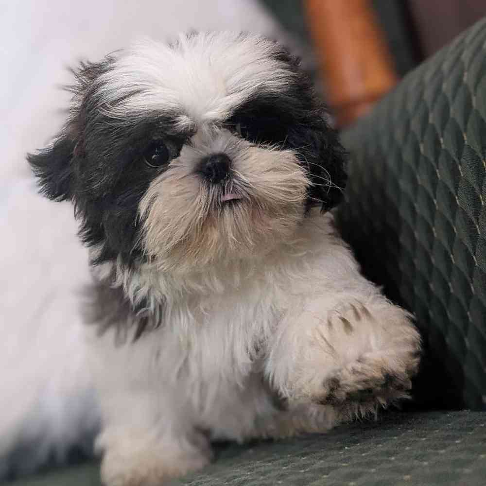 Male Shih Tzu Puppy for Sale in Bloomington, IN