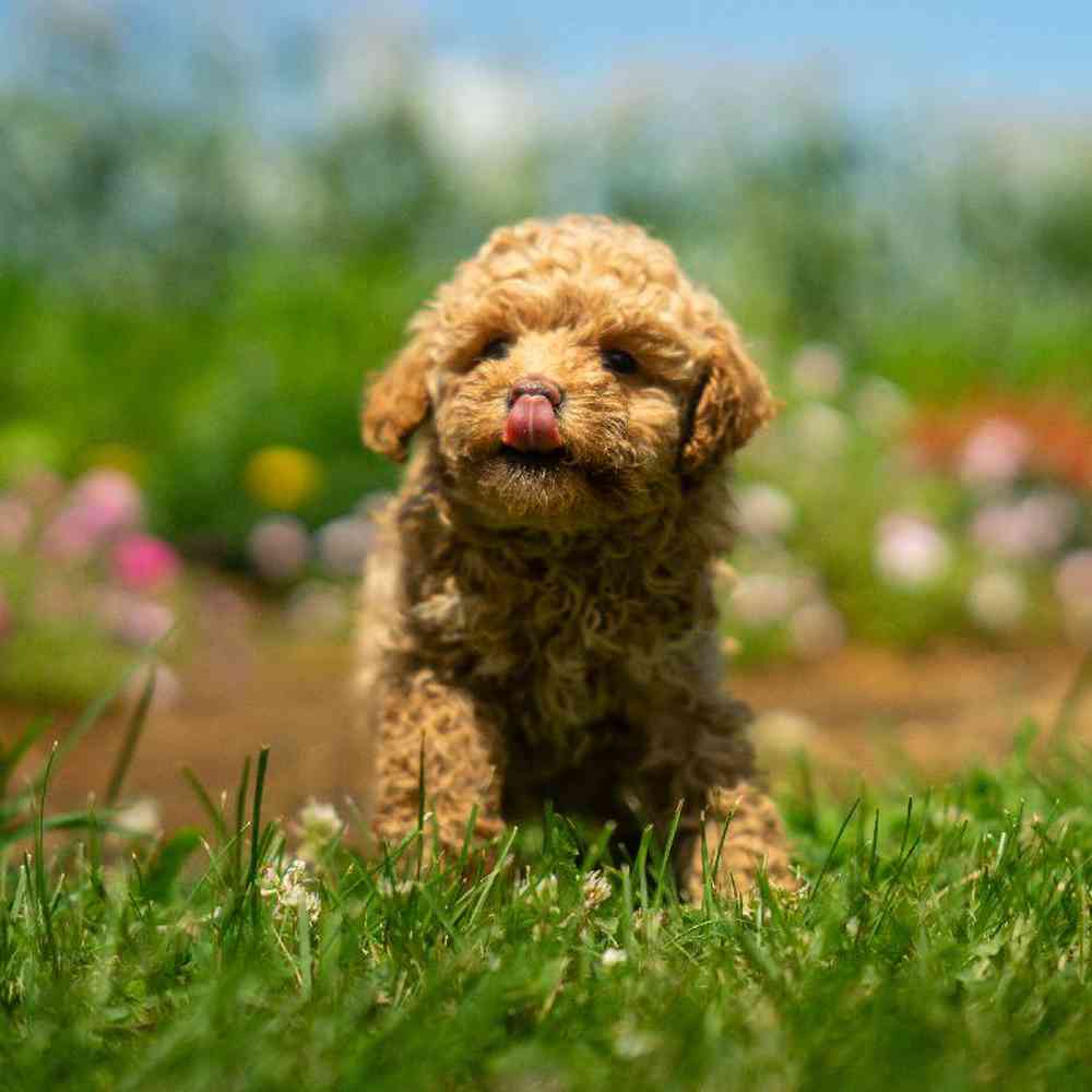 carousel pet images