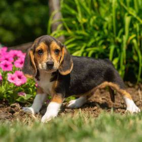 Beagle